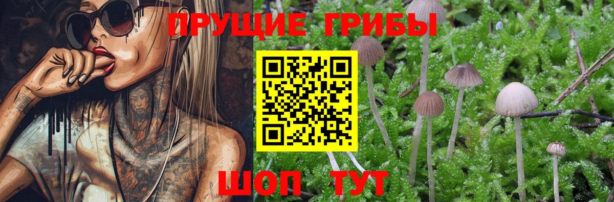 Верхняя Салда  Псилоцибиновые грибы Psilocybine cubensis  Псилоцибиновые грибы Cubensis  Вход с VPN 